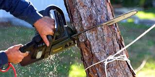 Best Tree Fertilization Services  in USA