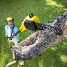 Best Lawn Dethatching Services  in USA